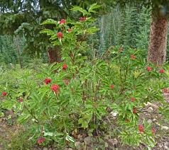 Attēlu rezultāti vaicājumam “Sambucus racemosa flower”