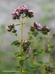 Image result for Origanum vulgare