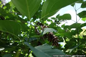 Attēlu rezultāti vaicājumam “Syringa vulgaris fruit”