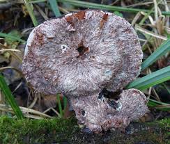 Attēlu rezultāti vaicājumam “Sporophagomyces chrysostomus”