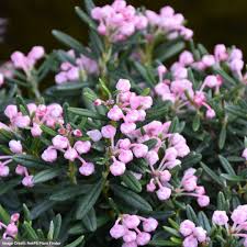 Attēlu rezultāti vaicājumam “Andromeda polifolia fruit”