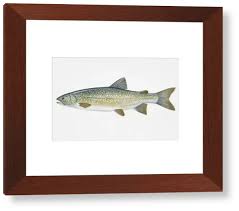 Image result for Salvelinus youngeri