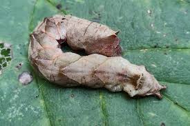 Attēlu rezultāti vaicājumam “Thyatira batis imago”