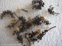 Attēlu rezultāti vaicājumam “Ciboria amentacea”