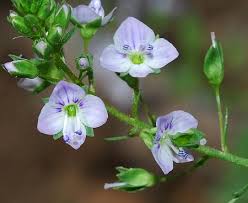 Attēlu rezultāti vaicājumam “Veronica anagallis-aquatica flower”