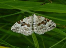 Attēlu rezultāti vaicājumam “Xanthorhoe montanata”