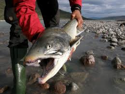 Image result for Salvelinus alpinus taranetzi