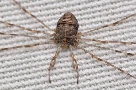 Attēlu rezultāti vaicājumam “Phalangium opilio”