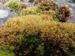 Attēlu rezultāti vaicājumam “Didymodon rigidulus”