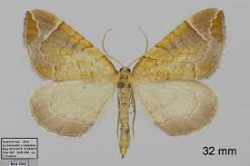 Attēlu rezultāti vaicājumam “Eulithis testata”