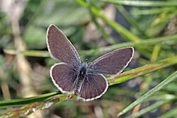 Attēlu rezultāti vaicājumam “Cupido minimus underside”