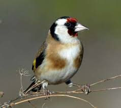 Attēlu rezultāti vaicājumam “Carduelis carduelis adult”