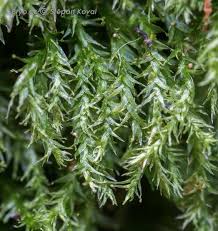 Attēlu rezultāti vaicājumam “Plagiothecium latebricola”