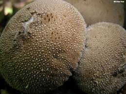 Attēlu rezultāti vaicājumam “Lycoperdon perlatum”