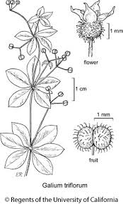 Attēlu rezultāti vaicājumam “Galium triflorum fruit”