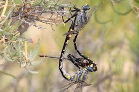 Attēlu rezultāti vaicājumam “Odonata”