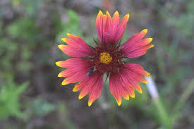 Image result for Gaillardia pulchella