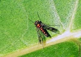 Attēlu rezultāti vaicājumam “Dolichopodidae”