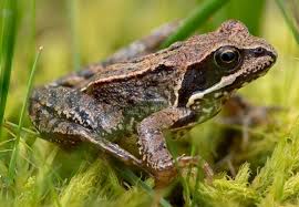 Attēlu rezultāti vaicājumam “Rana temporaria”