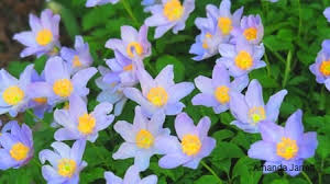 Attēlu rezultāti vaicājumam “Anemone nemorosa leaf”