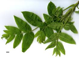 Attēlu rezultāti vaicājumam “Juglans mandshurica female flower”