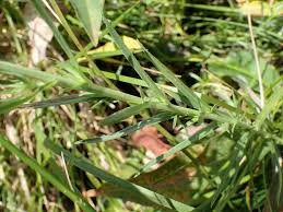 Attēlu rezultāti vaicājumam “Achillea ptarmica leaf”