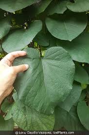 Attēlu rezultāti vaicājumam “Aristolochia durior leaf”