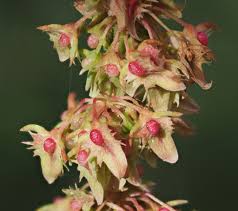 Attēlu rezultāti vaicājumam “Rumex obtusifolius”