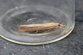 Attēlu rezultāti vaicājumam “Pediasia contaminella”