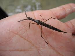 Attēlu rezultāti vaicājumam “Ranatra linearis”