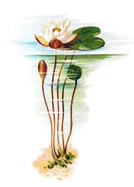 Attēlu rezultāti vaicājumam “Nymphaea alba flower”