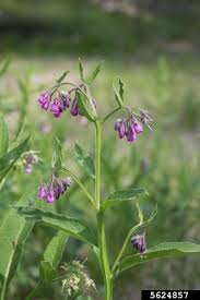 Attēlu rezultāti vaicājumam “Symphytum officinale”
