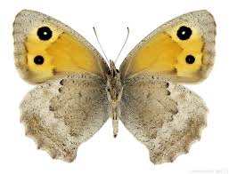 Attēlu rezultāti vaicājumam “Hyponephele lycaon”