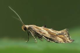 Attēlu rezultāti vaicājumam “Epermenia falciformis”