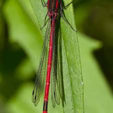 Attēlu rezultāti vaicājumam “Pyrrhosoma nymphula”