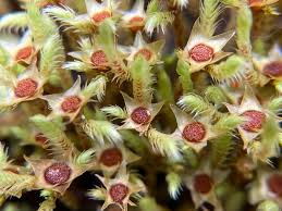 Attēlu rezultāti vaicājumam “Philonotis sporophyte”