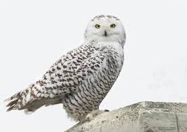 Image result for Bubo scandiacus
