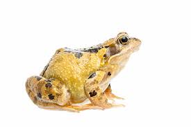 Attēlu rezultāti vaicājumam “Rana temporaria”