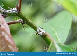 Attēlu rezultāti vaicājumam “Psallus sp. imago”