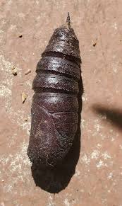 Attēlu rezultāti vaicājumam “cocoon”