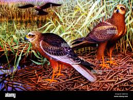 Attēlu rezultāti vaicājumam “Circus aeruginosus”