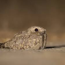 Image result for Caprimulgus aegyptius