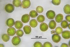 Attēlu rezultāti vaicājumam “Leucodon sciuroides”