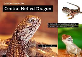 Image result for Central Weald Dragons