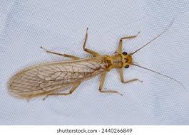 Attēlu rezultāti vaicājumam “Plecoptera”