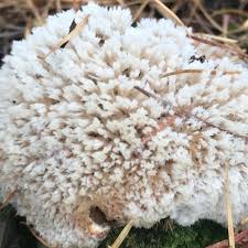 Attēlu rezultāti vaicājumam “Postia ptychogaster”