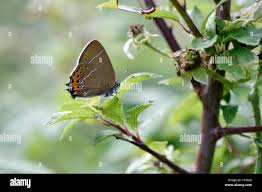 Attēlu rezultāti vaicājumam “Satyrium pruni underside”