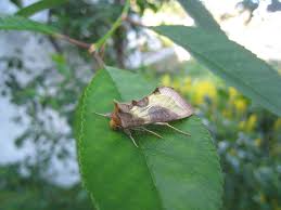 Attēlu rezultāti vaicājumam “Diachrysia tutti”