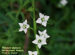 Attēlu rezultāti vaicājumam “Thesium ebracteatum”