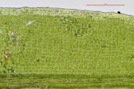 Attēlu rezultāti vaicājumam “Tortula subulata”